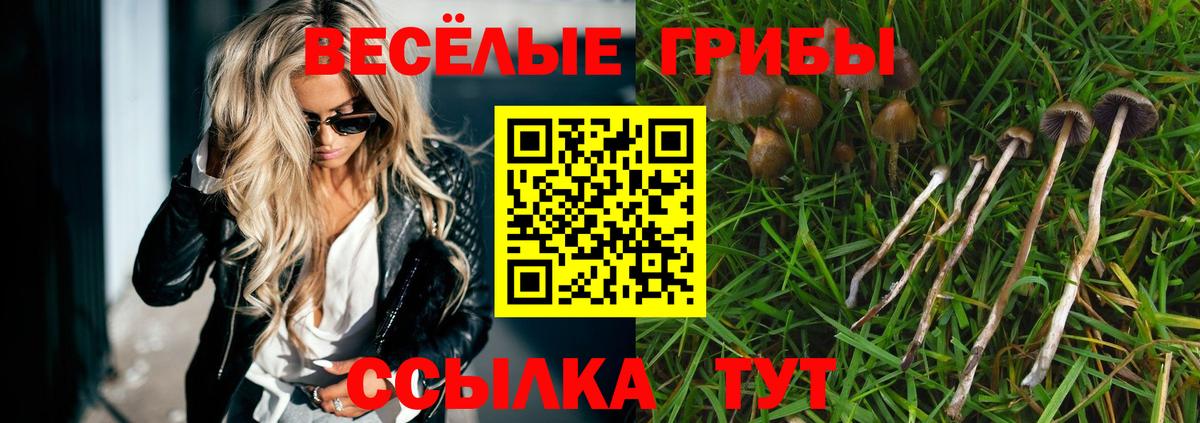 Псилоцибиновые грибы Psilocybe Новороссийск